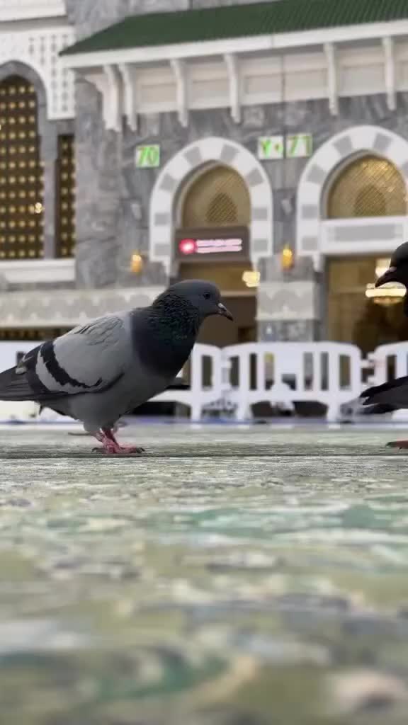 @HANEZIBRAHIM