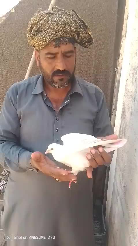 @M. SHAFIQ 11237