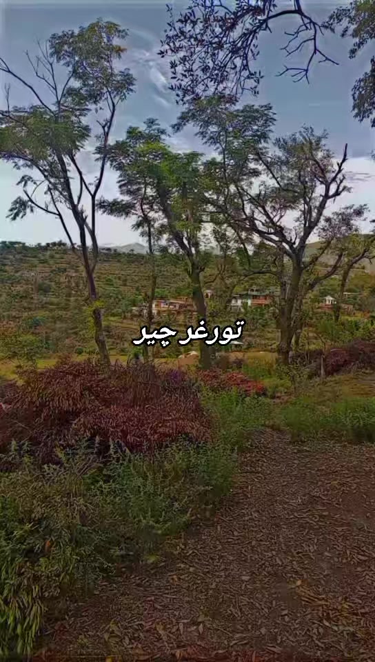 @Anwarcheer