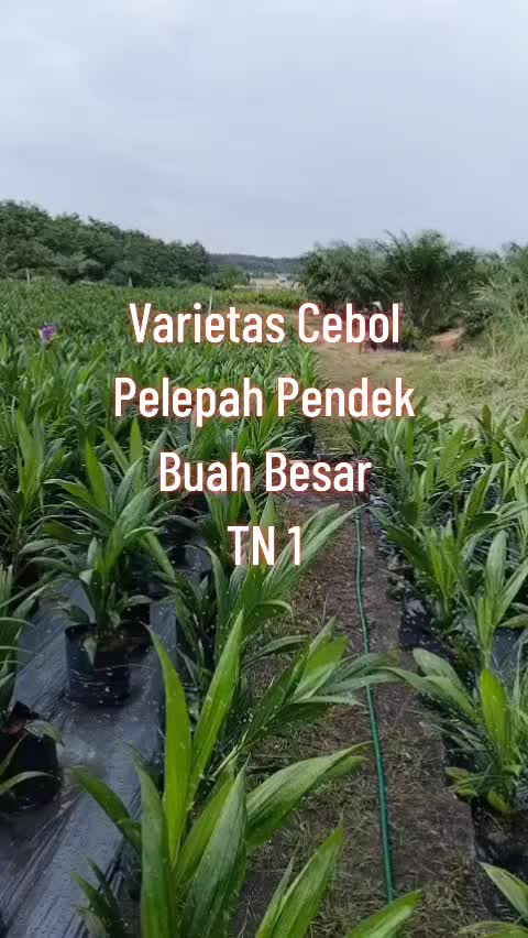 @BOS SAWIT