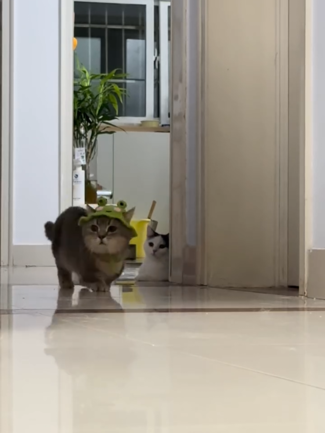 @Chonky World Of Cats