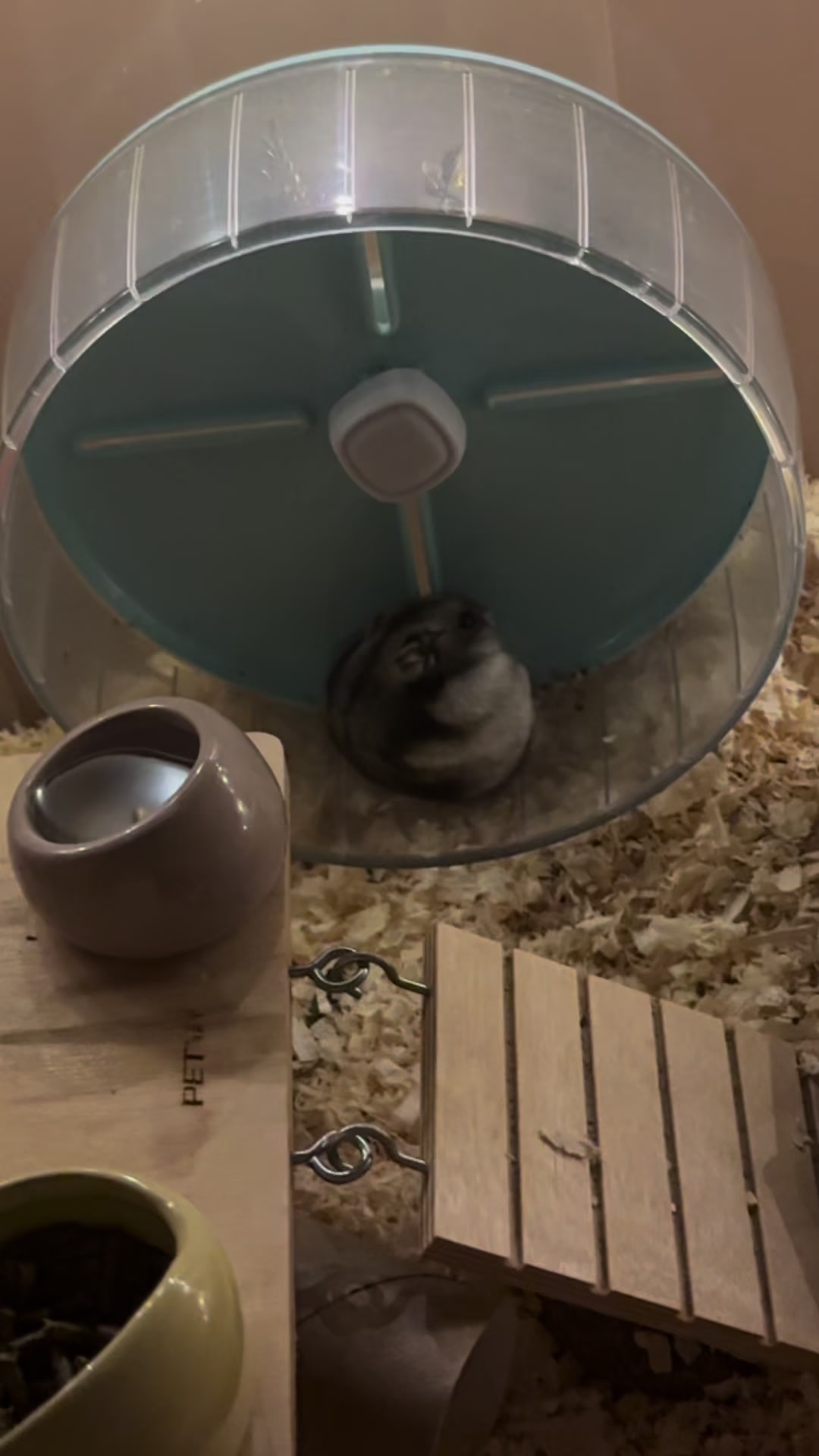 @хомяк Ричард 🐹