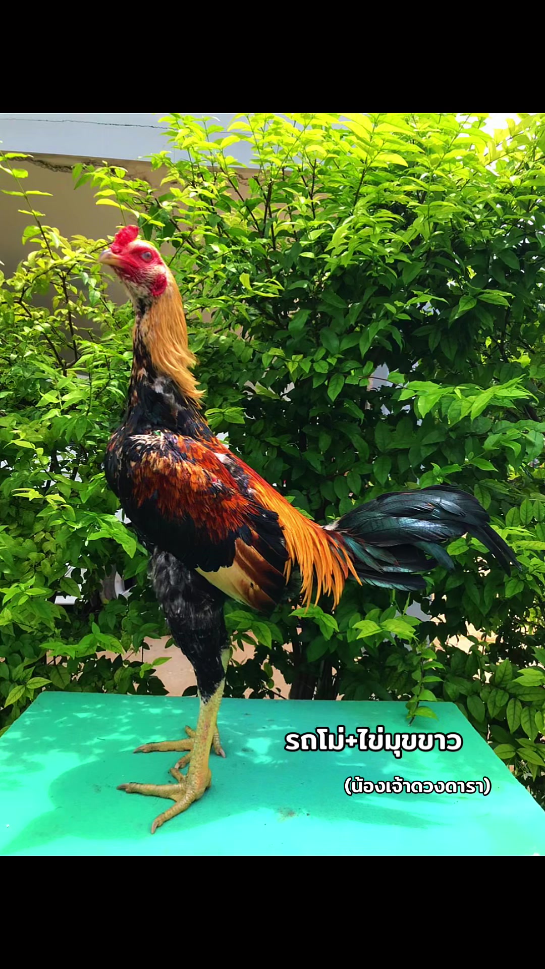 @karandeechoram