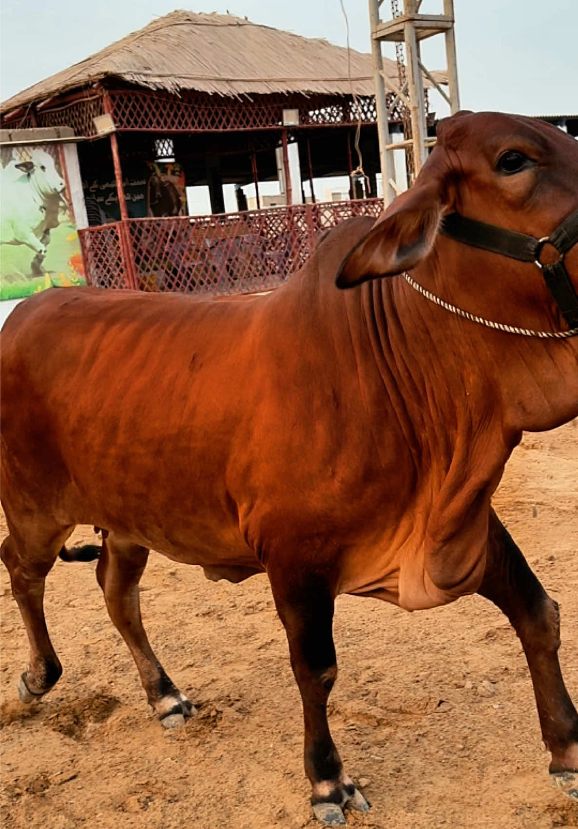 @Karachi Bull lovers