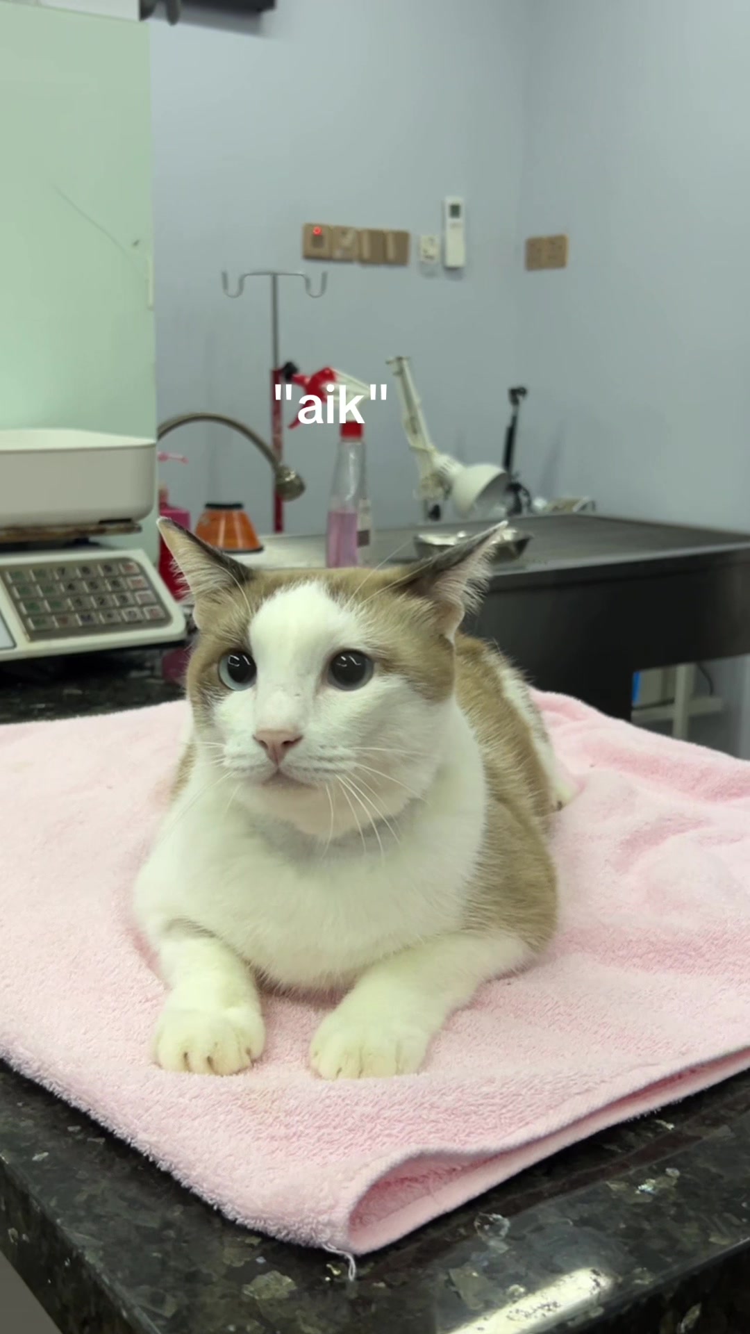 @Jawhari Cat Medical Centre