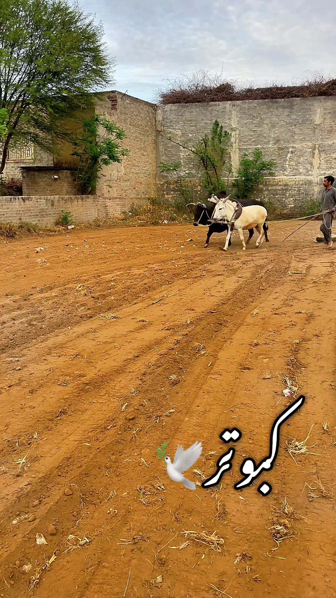 @Ch badar hussain