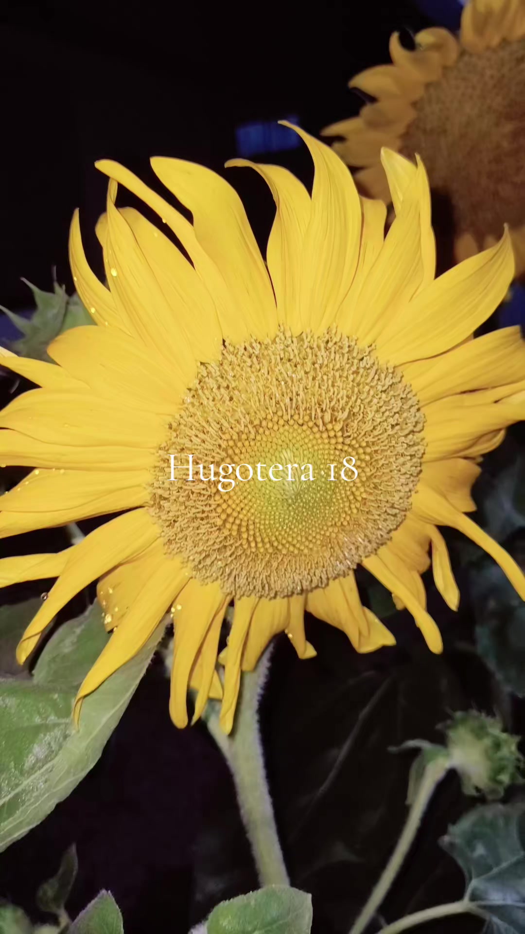 @💜☯️Hugotera 1.8☯️💜
