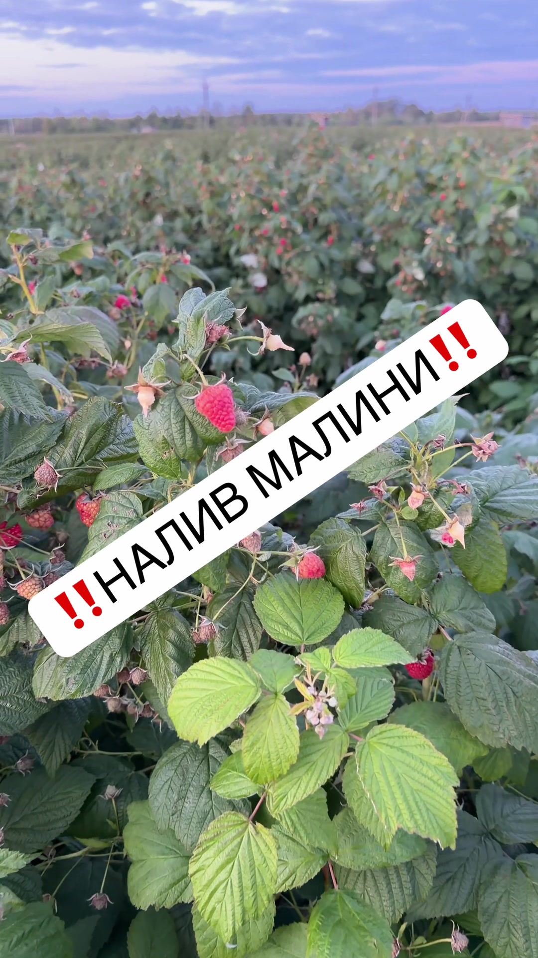 @Алергуш Валентин