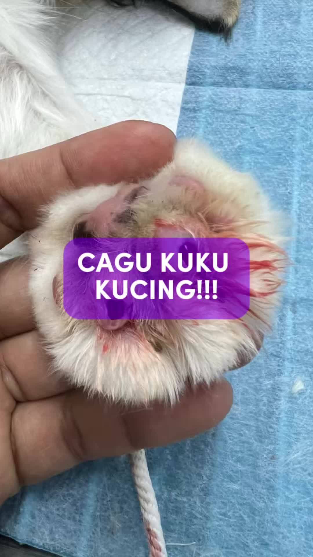 @Tuahvet