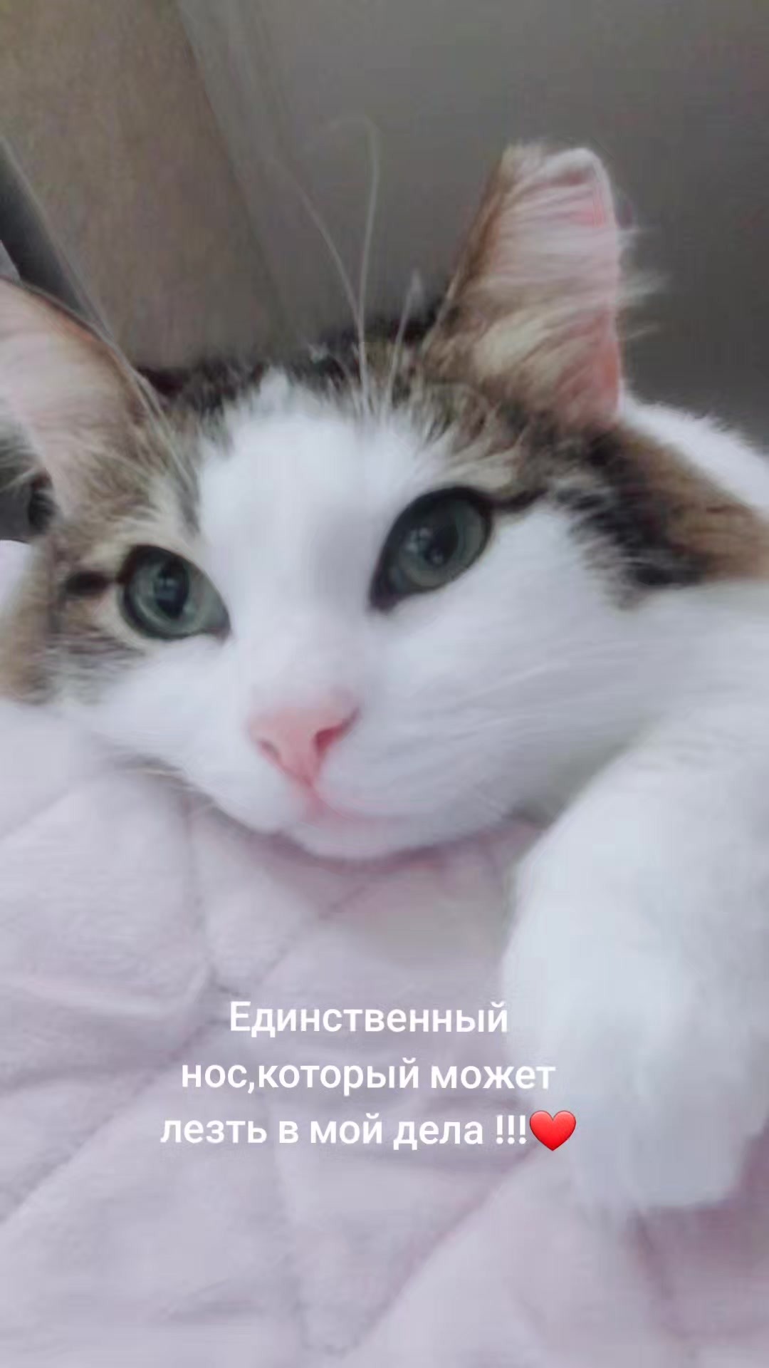 @Svetlana Sergheevna
