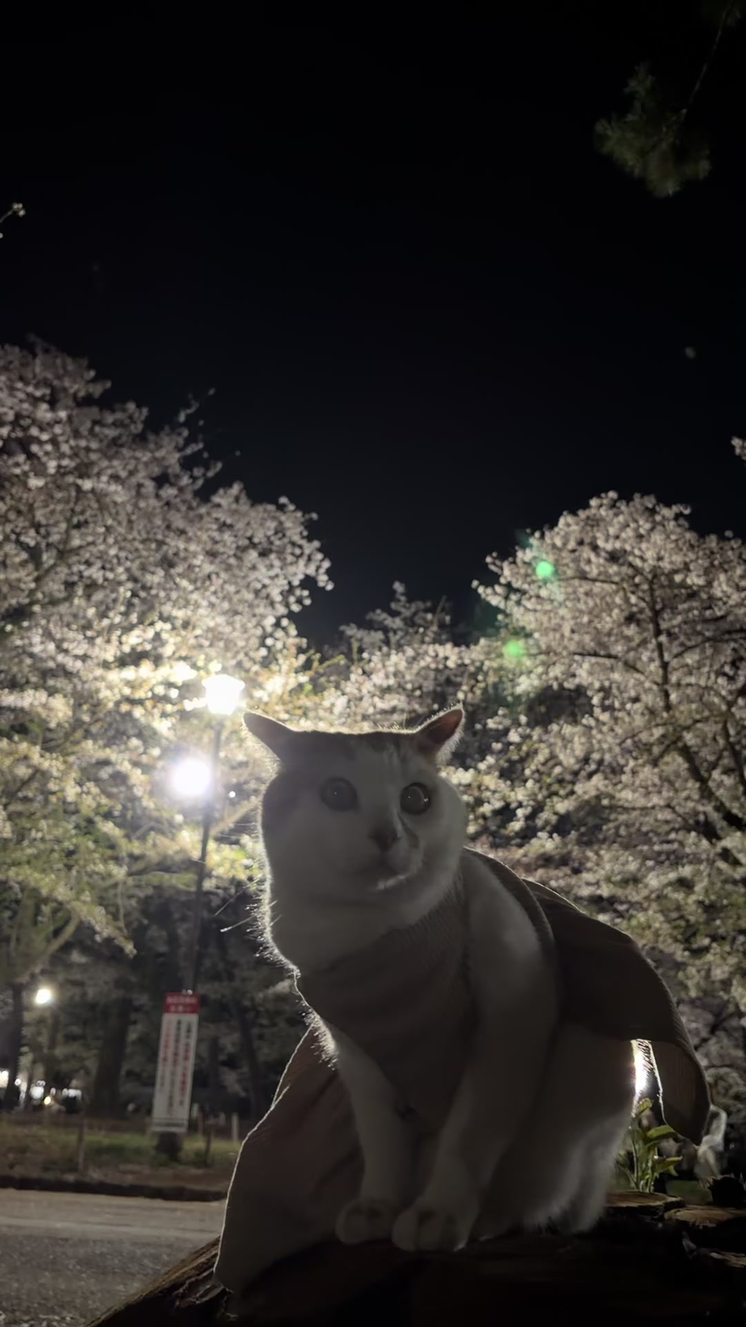 @わたっぴ
