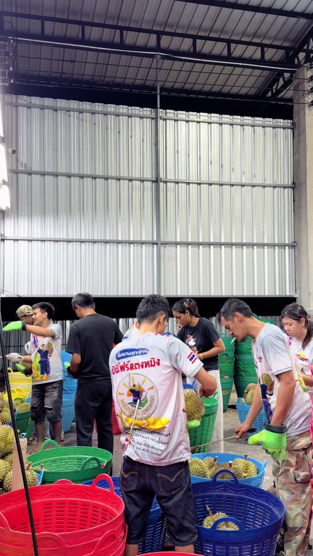 @แผงทุเรียนมินิโฟร์