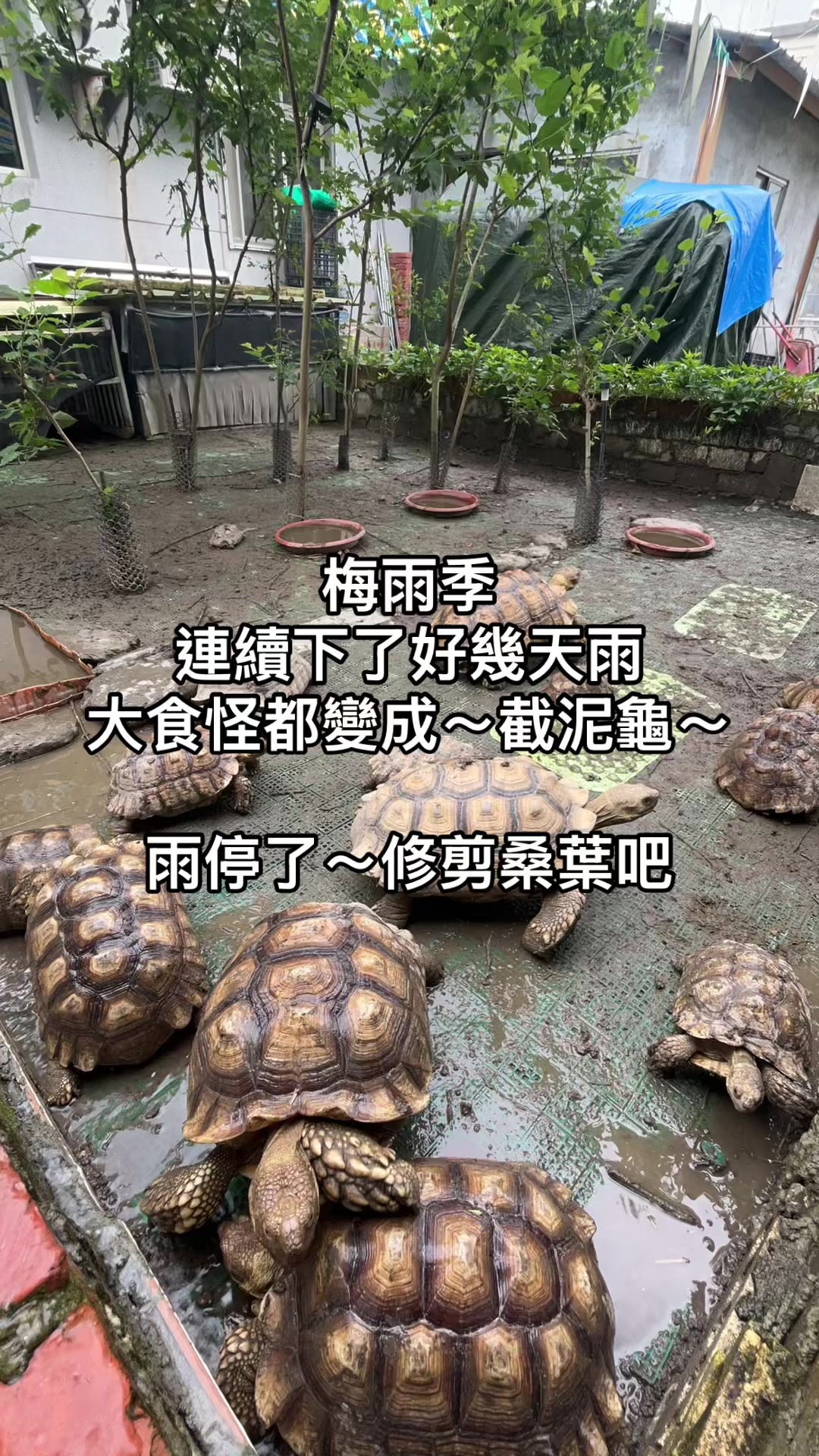 @琰 𝓛𝓸𝓷𝓰來了🐉〽️蘇卡達sulcata陸龜