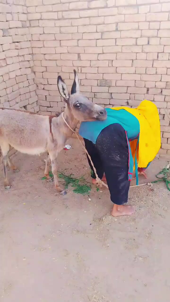 @animals053