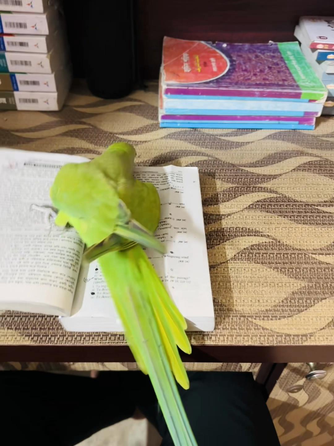 @𝑩𝒊𝒓𝒅𝒔 𝑯𝒐𝒃𝒃𝒚