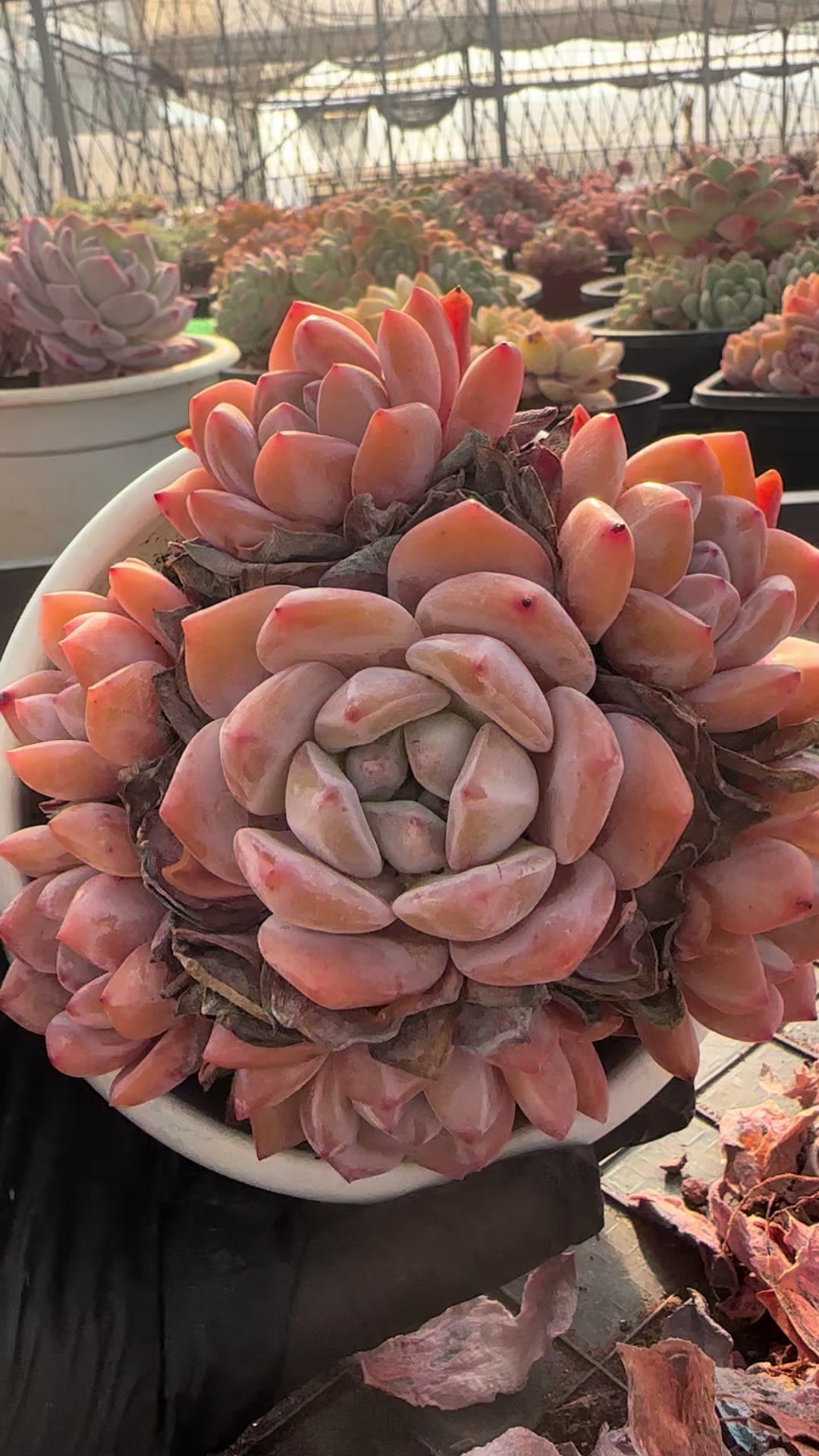 @云萌多肉