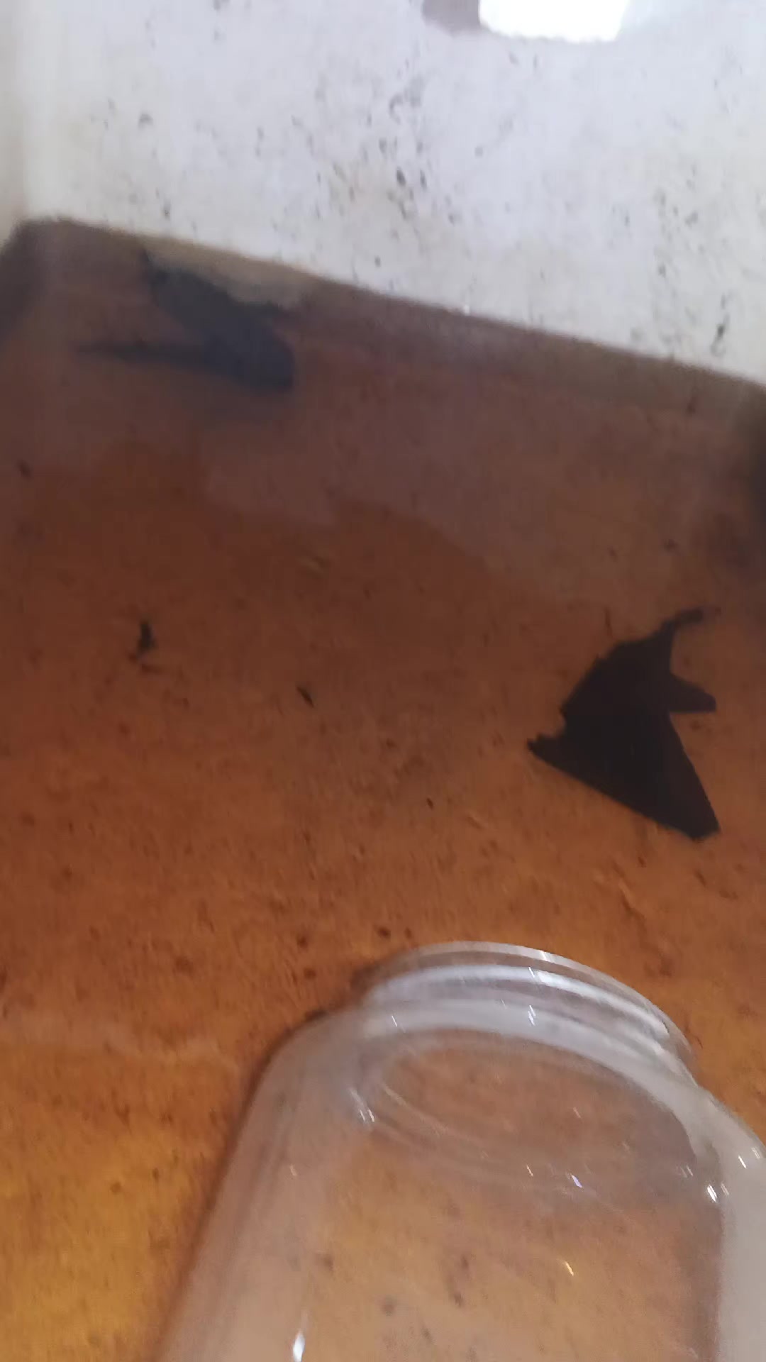 @JRISON.Betta
