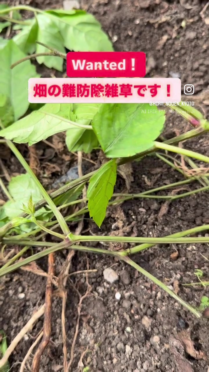 @堀井農園