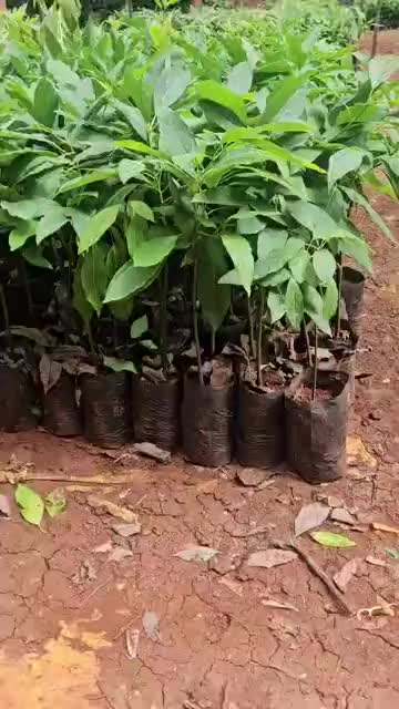 @FarmersTrend