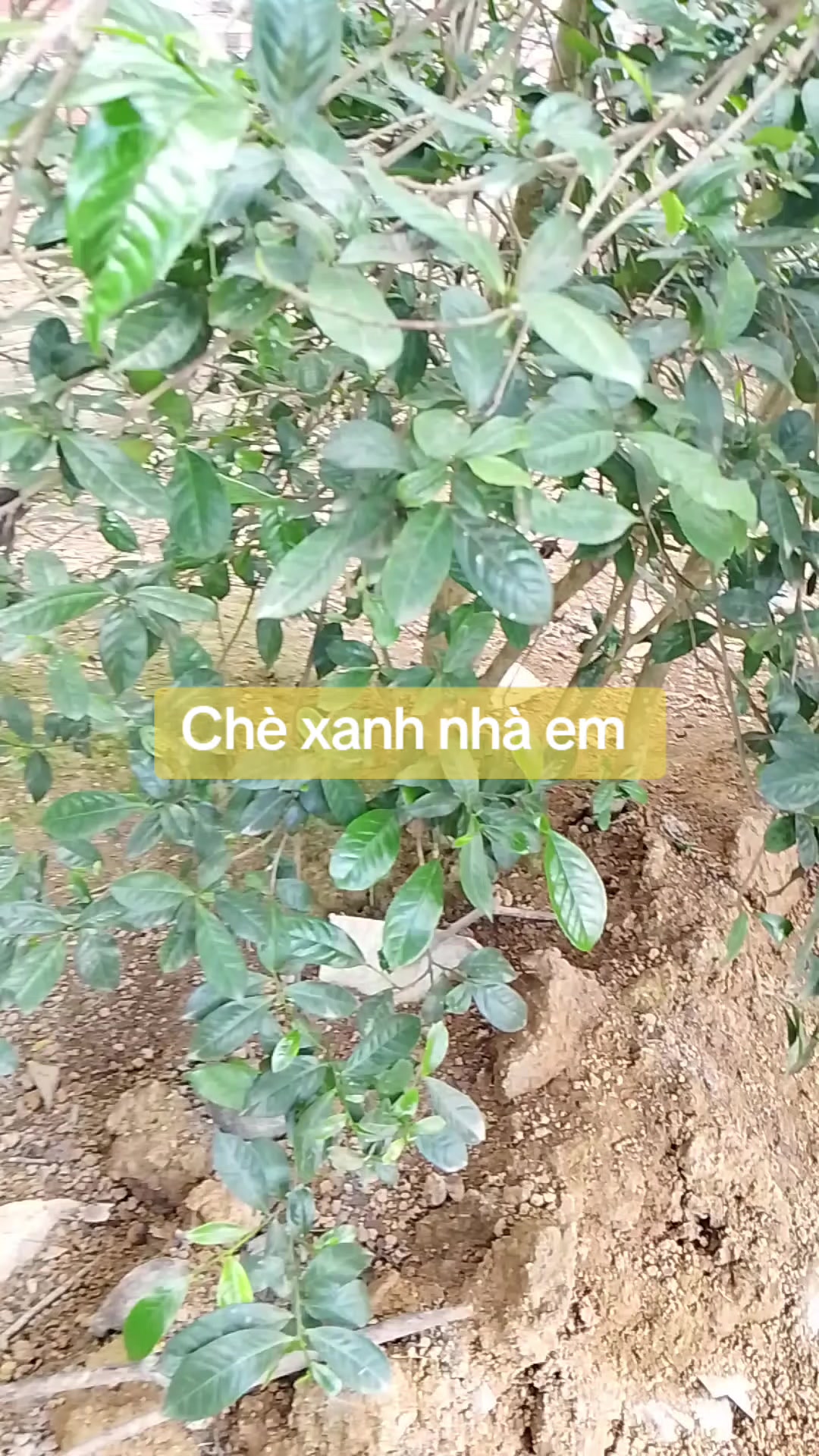 @Lúa Mì