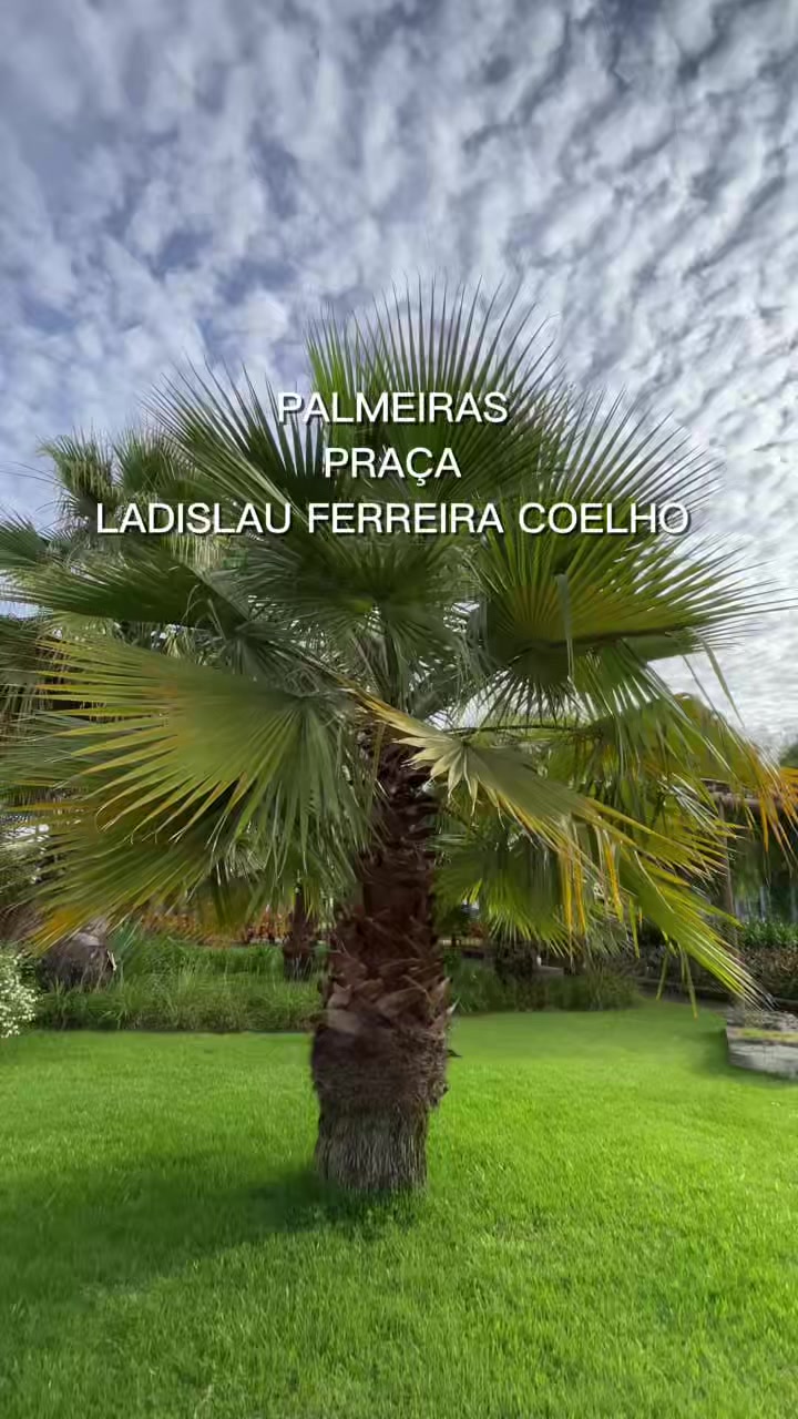 @JDM A NATUREZA EM AÇÃO