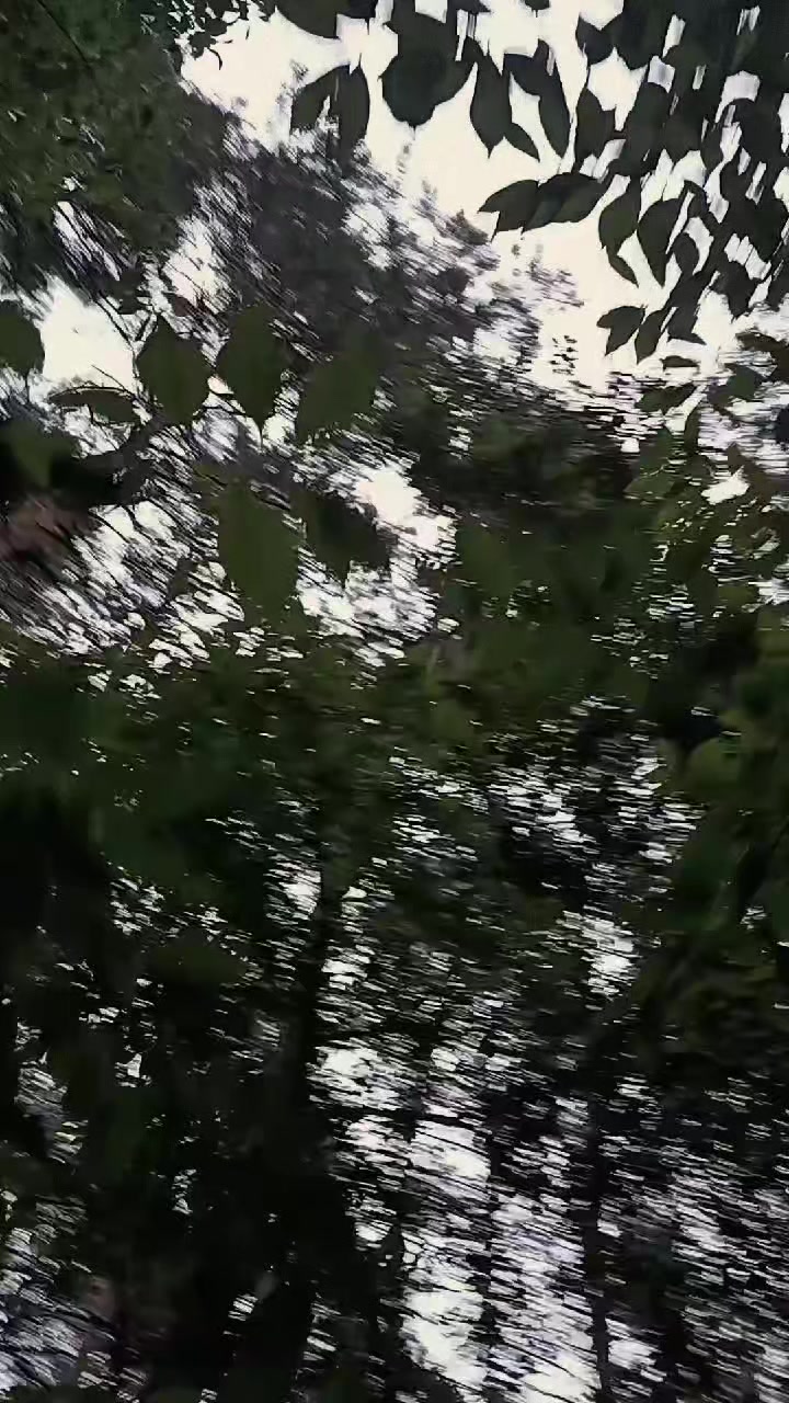 @✞🐈&zwj;⬛𝔅𝔩𝔞𝔠𝔨𝔦𝔢🌲⛤