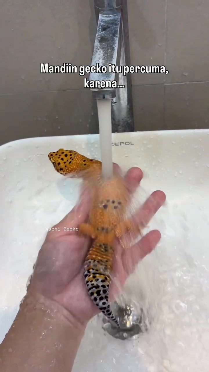 @wachigecko