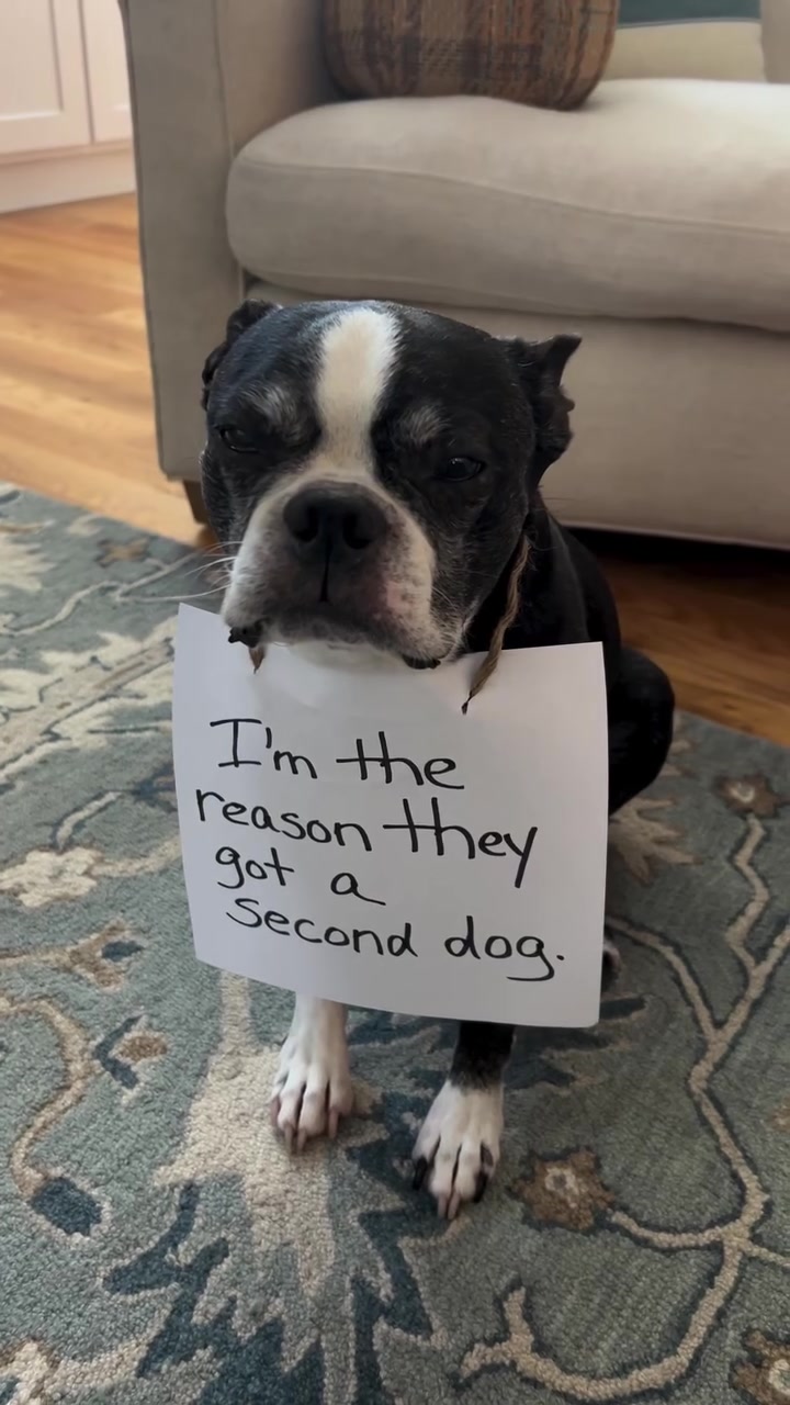 @boston.terrier.shop