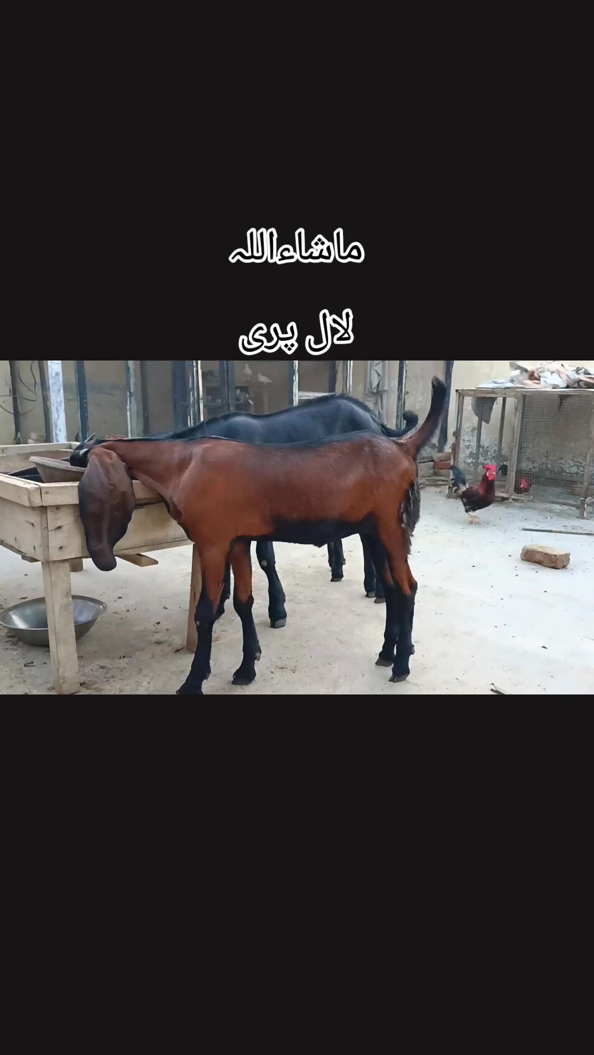 @abubakar Rajpoot