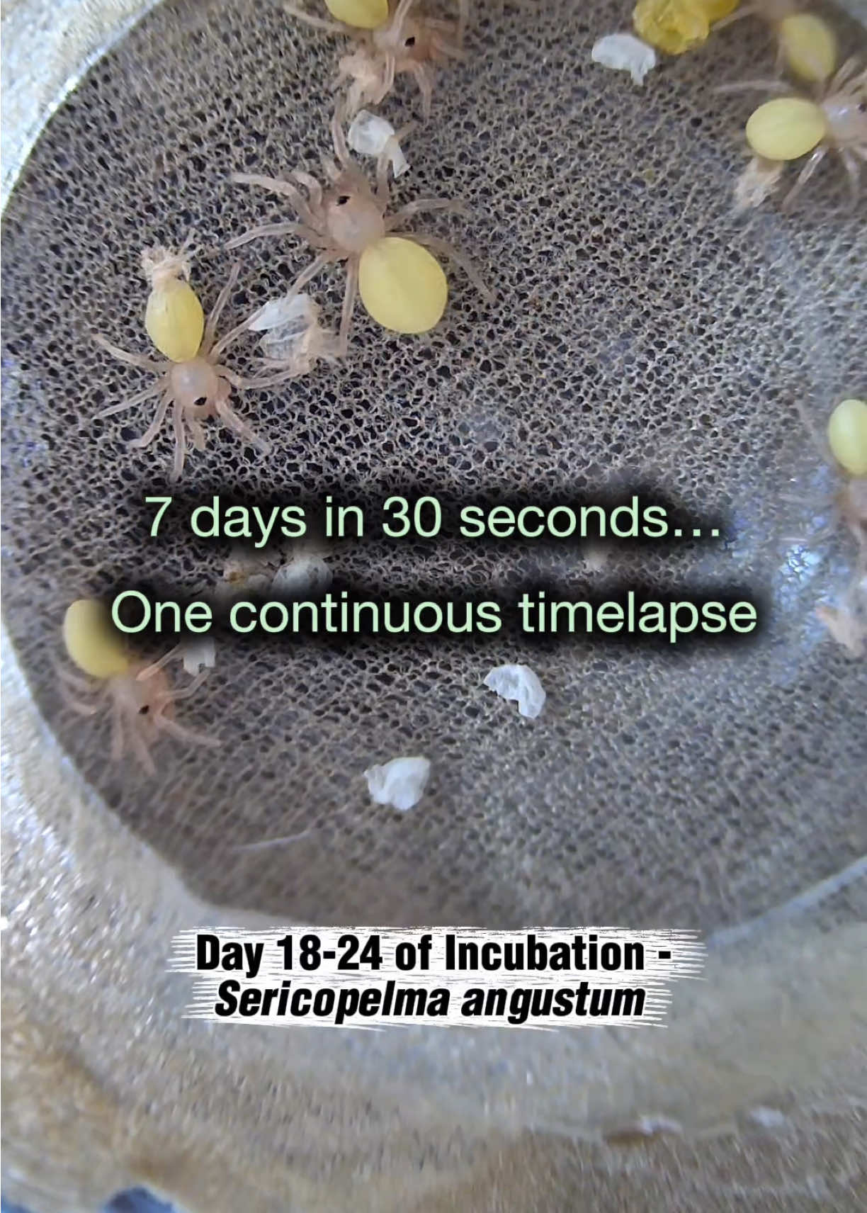 @Spider Conservatory