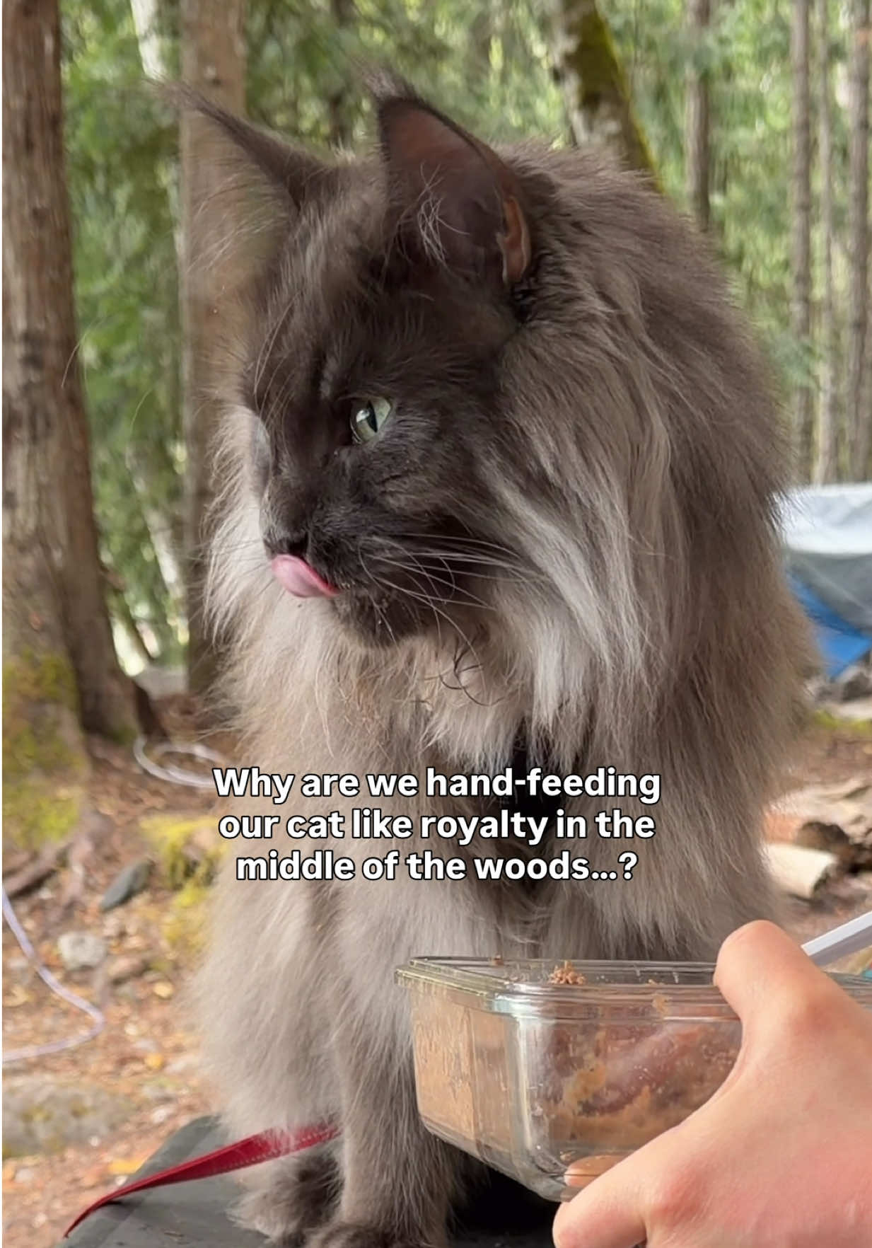 @Mugen the Maine Coon ๐จ๐ฆ