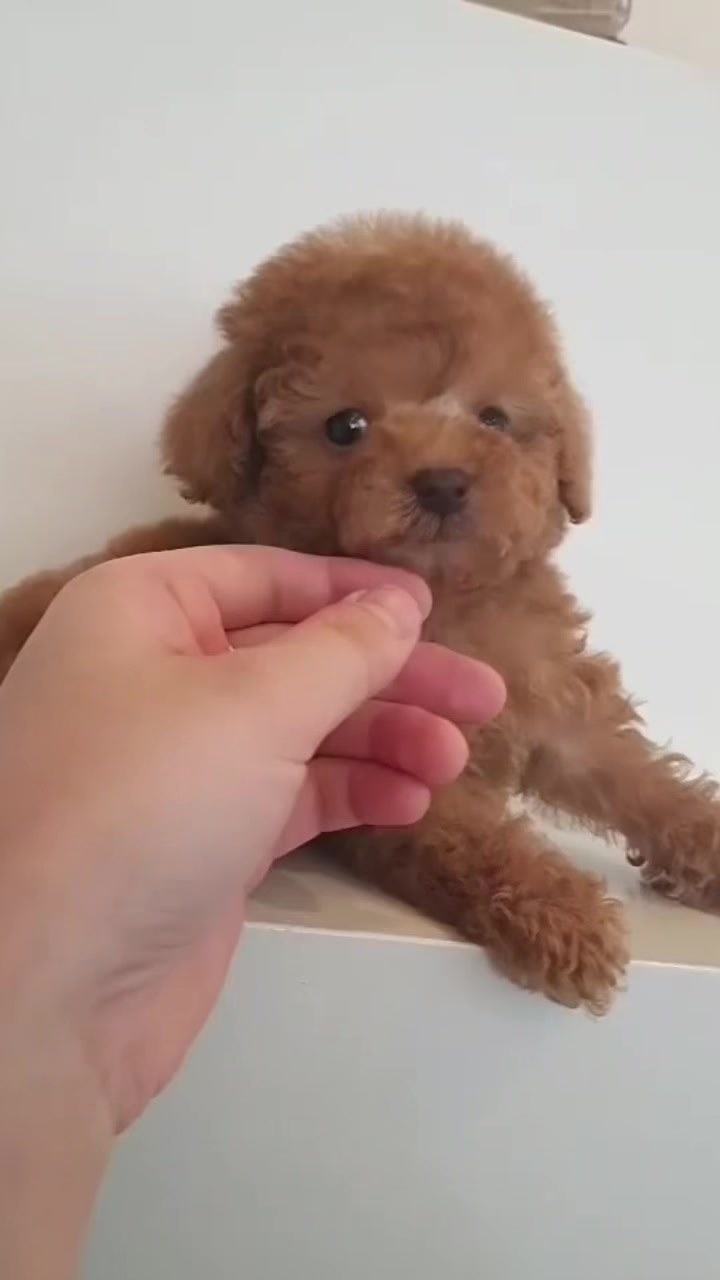 @Teacup puppies