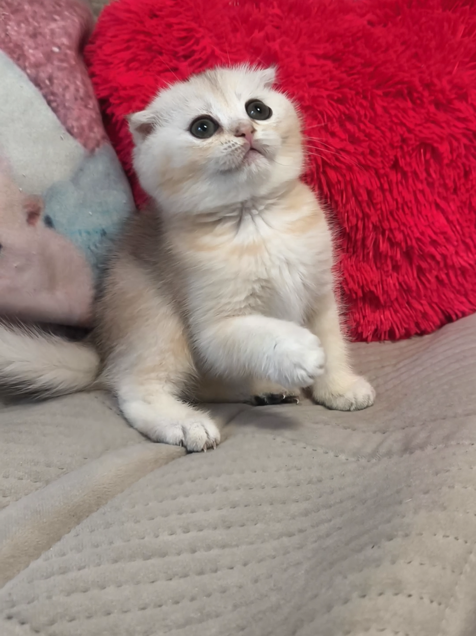 @Кошенята шотландські 😻