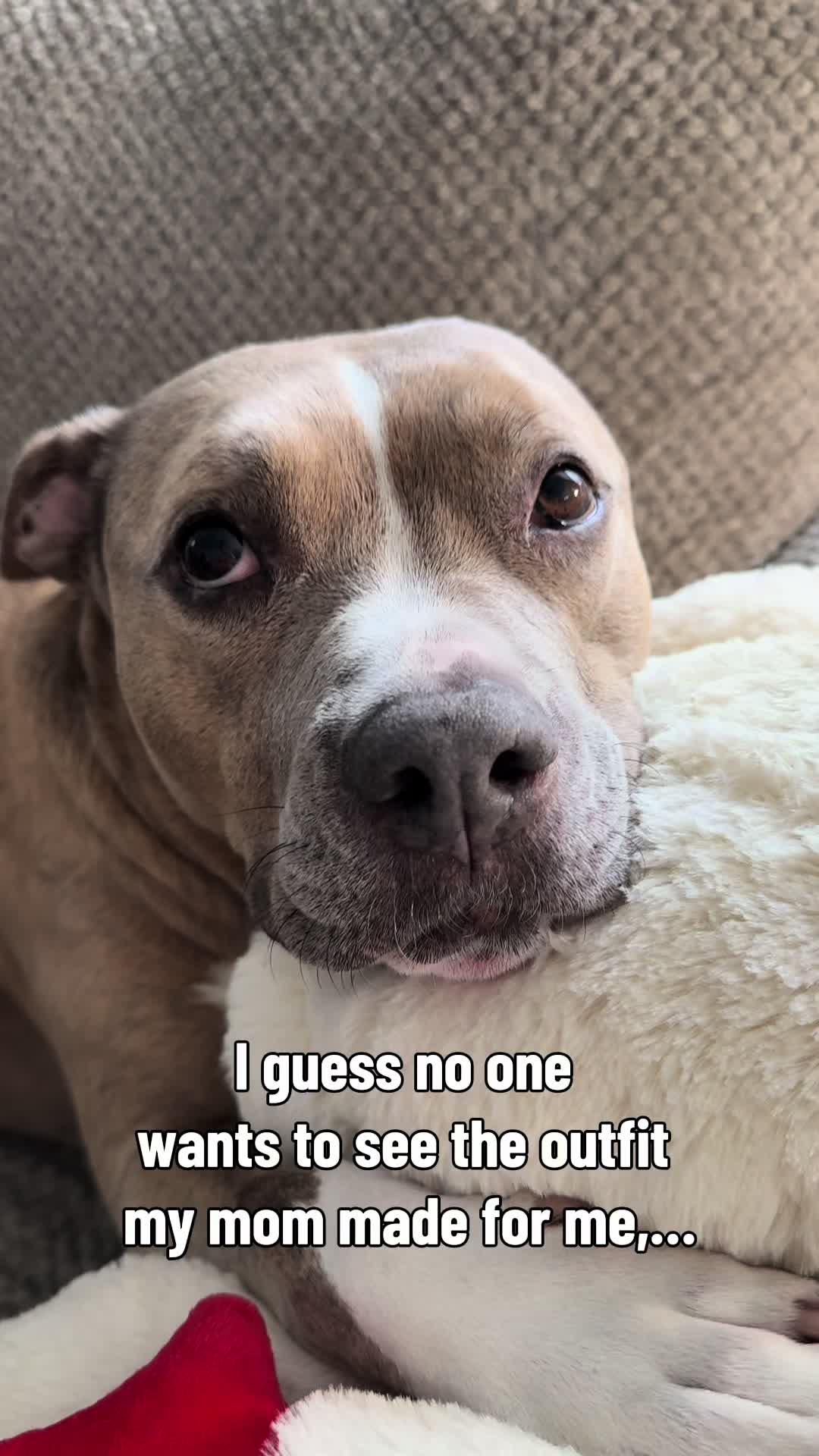 @Indie.pittie