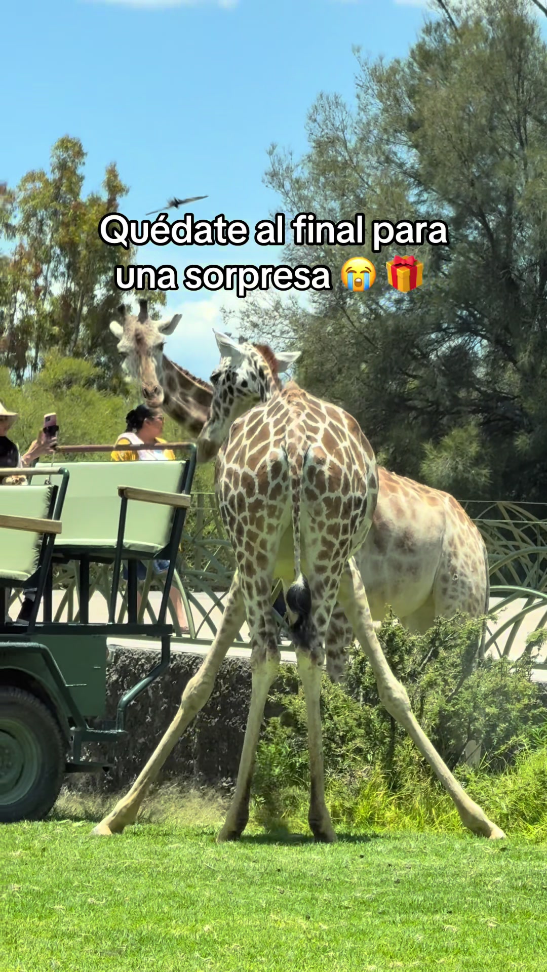 @Magaly SD