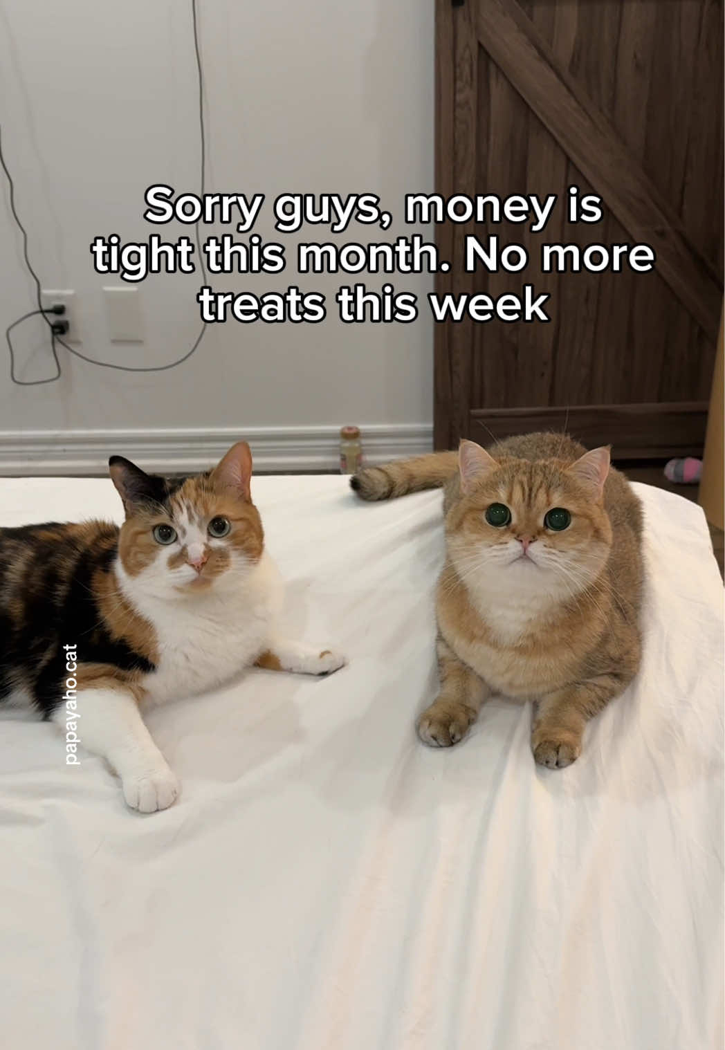 @Papaya the Cat