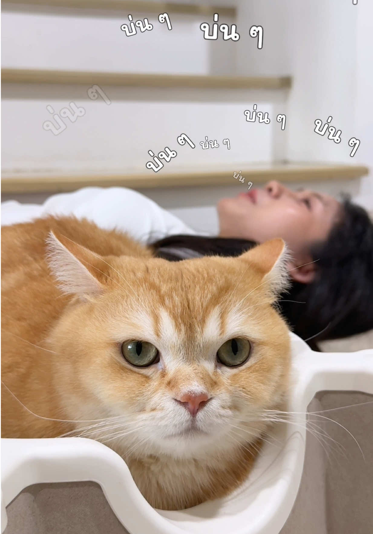 @ชิเอลแมวมึน 😺