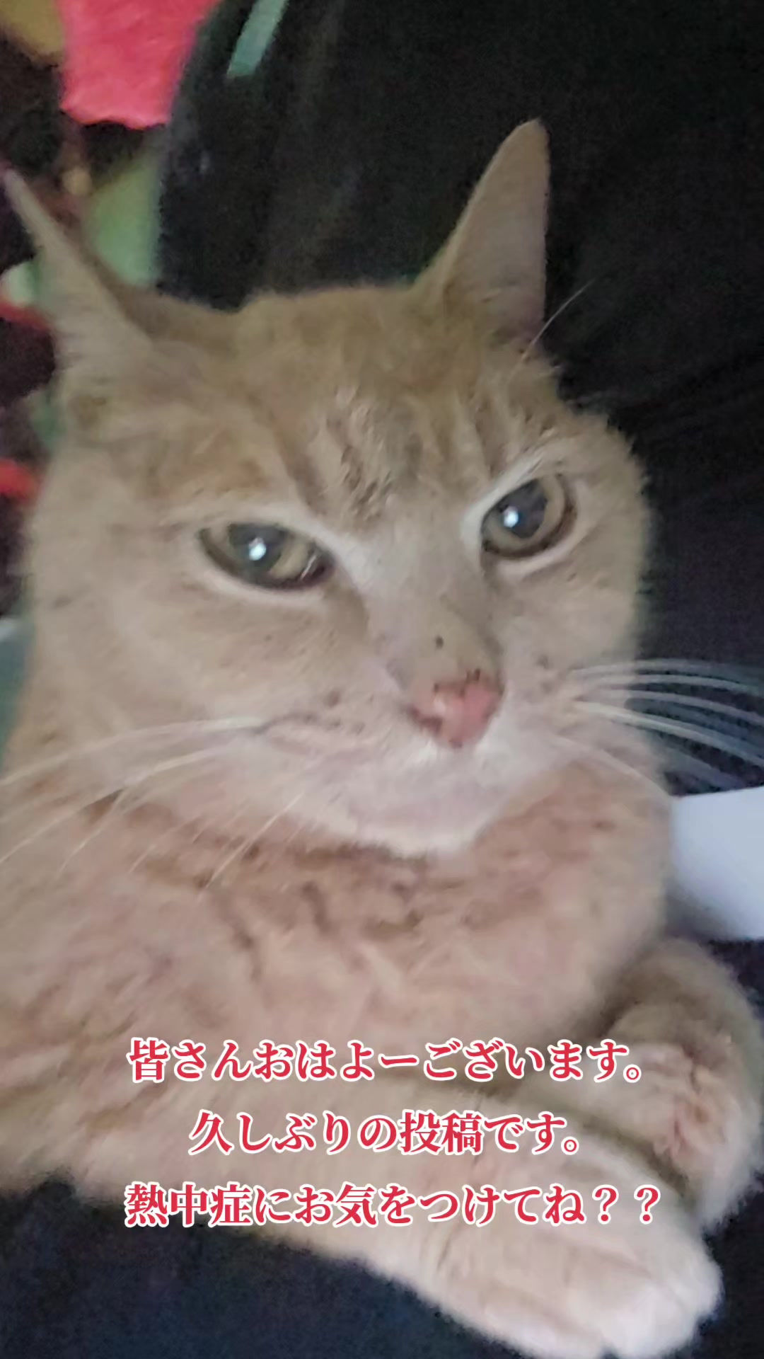 @黒猫の凱旋➿️