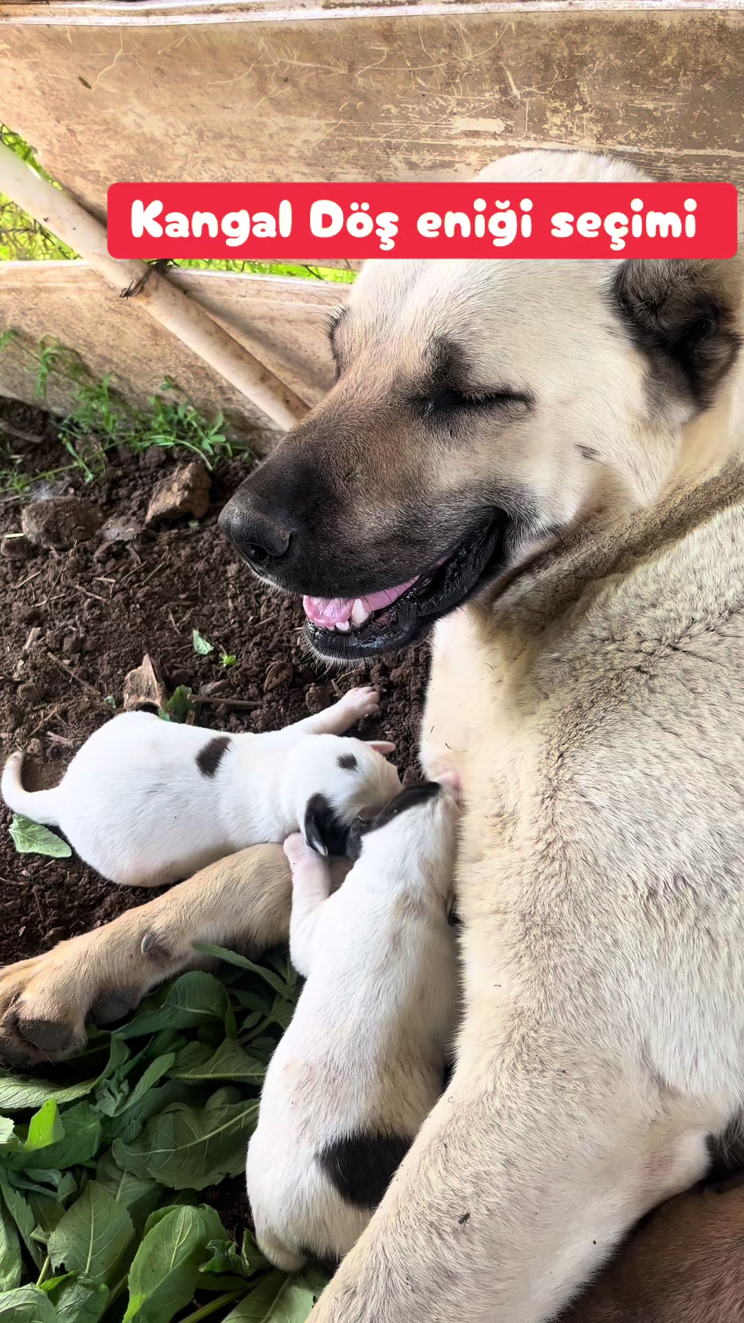 @AKDEMKANGAL