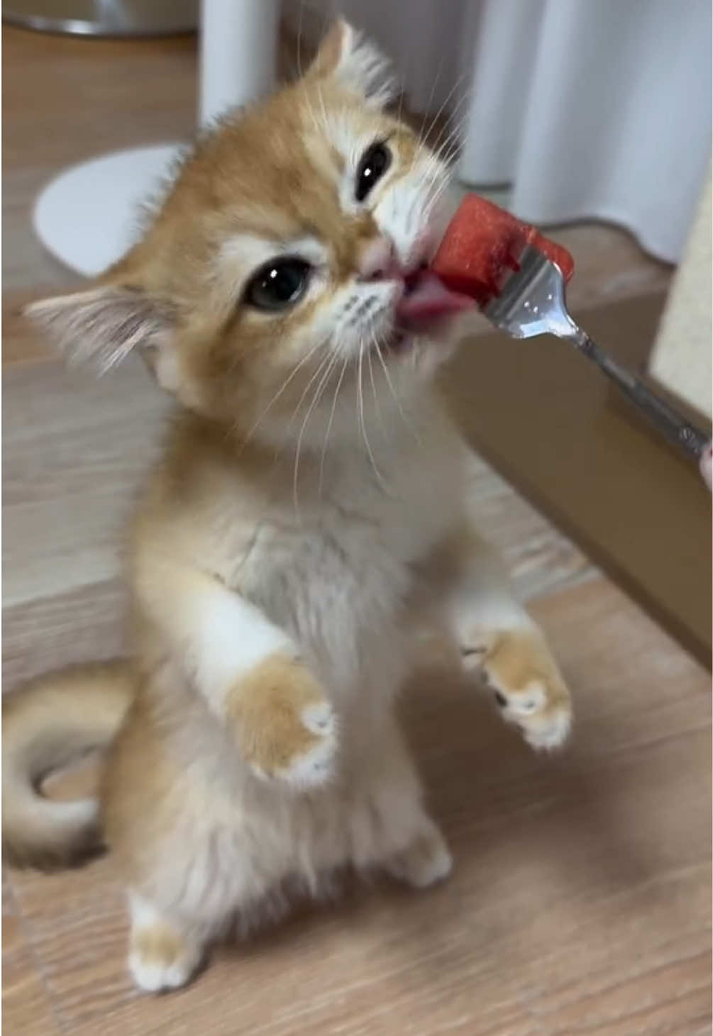 @kloutkittens