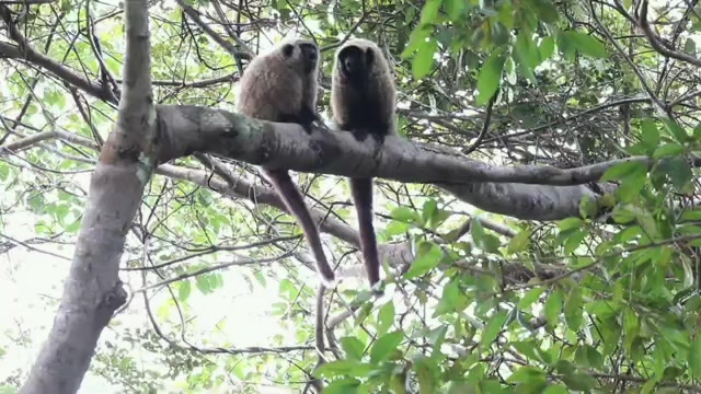 @Ca&ccedil;ador raiz