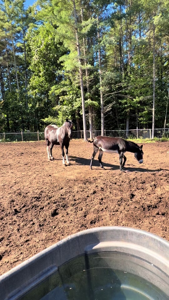 @Unshackled Hearts Ranch