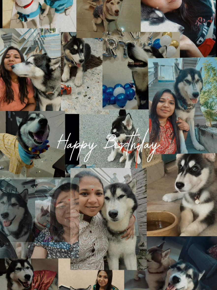 @TobbyMishika_TheHusky