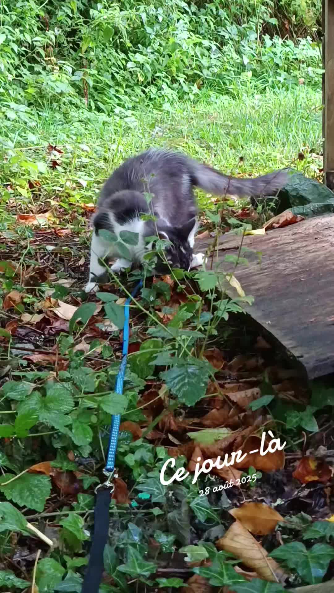 @Transcend'Horse 🐴 Luna'Cat 🐱
