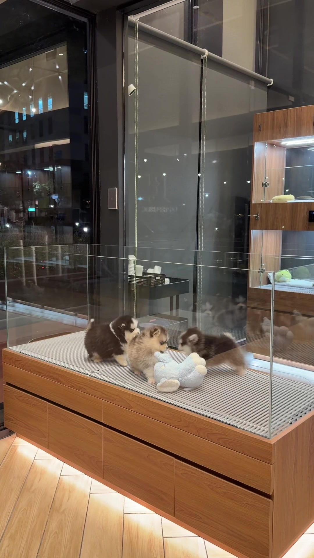 @JC Dog Republic
