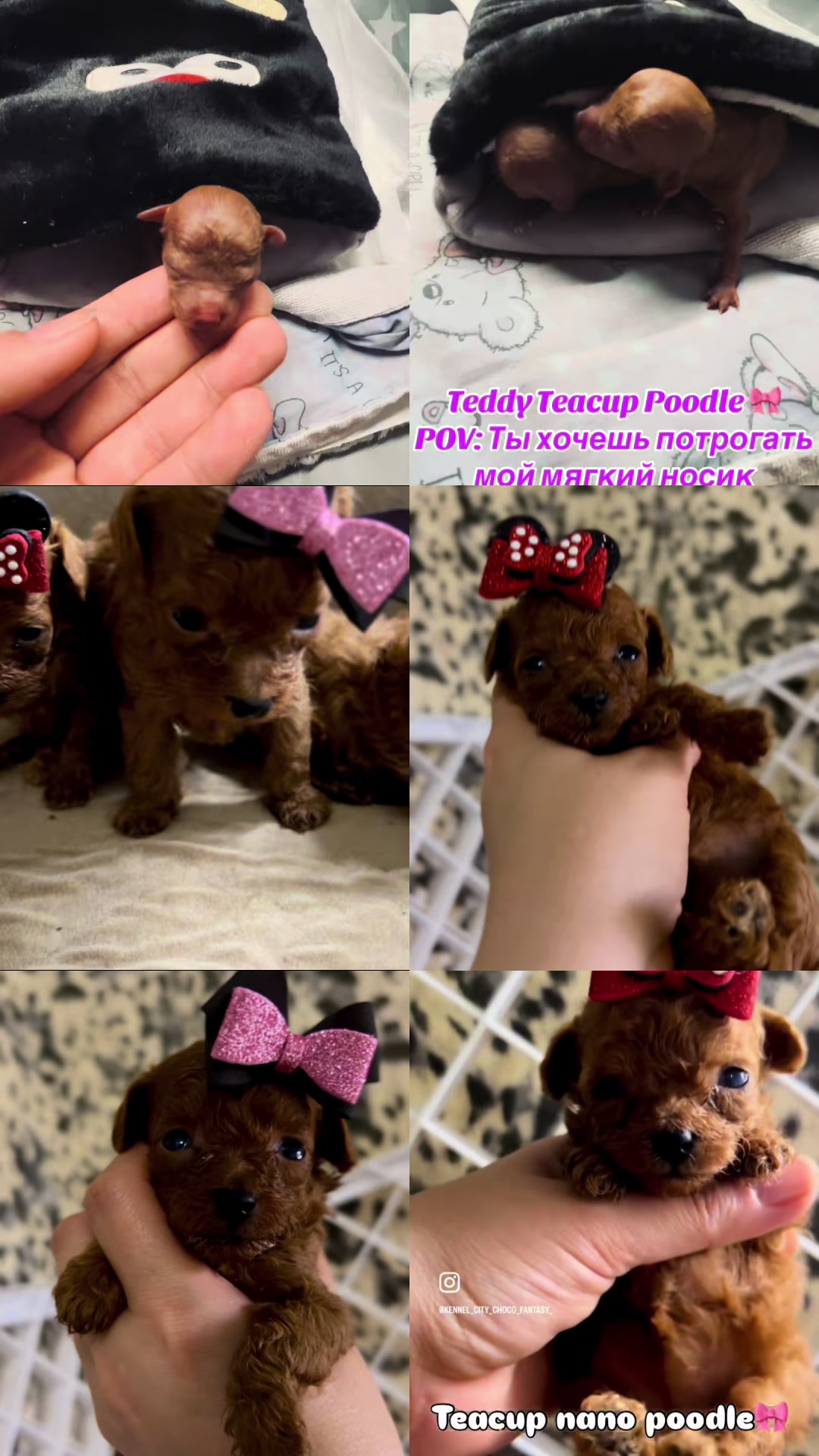 @Yorkie Maltipoo ShihTzu Teddy