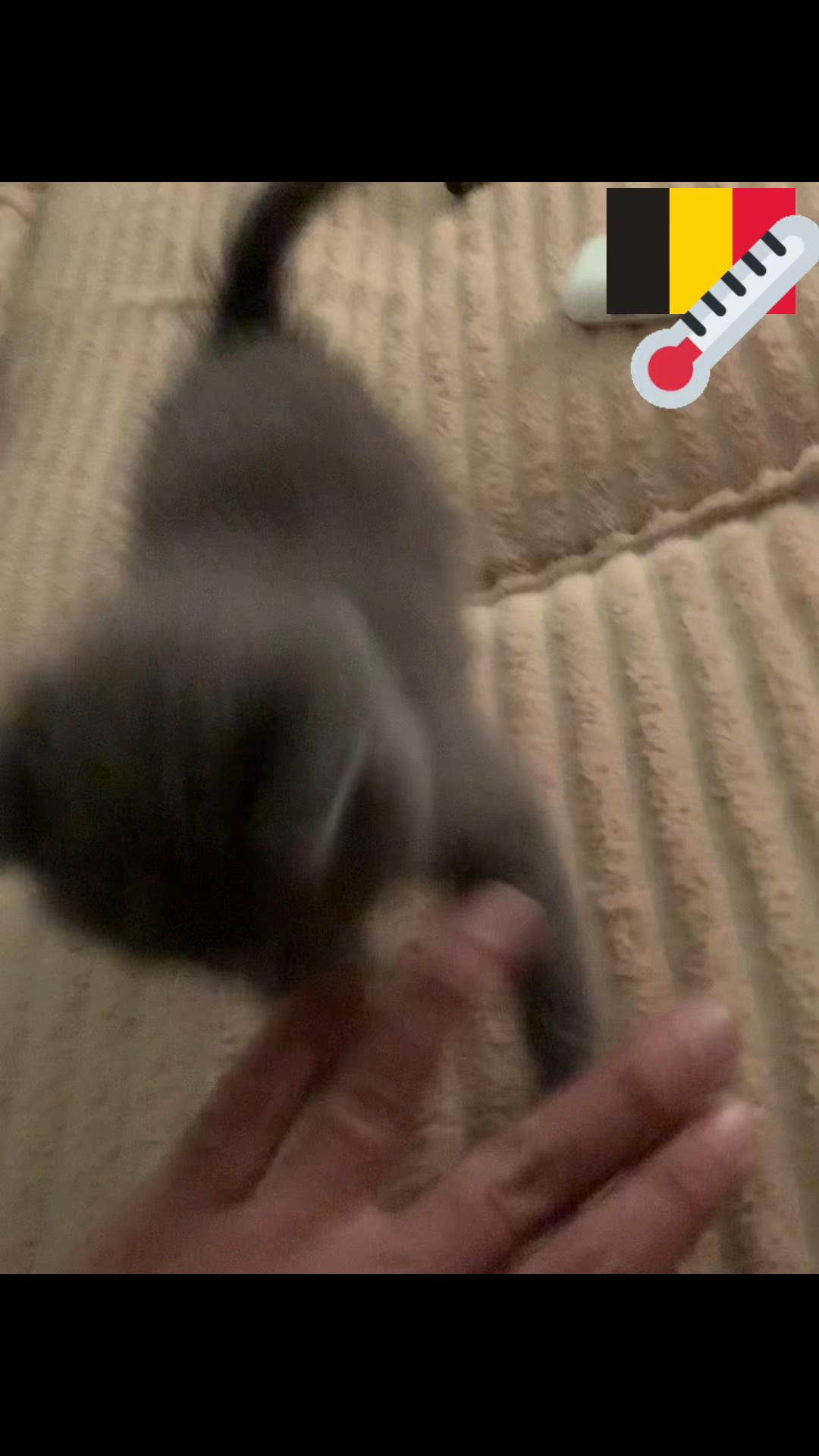 @حمدي كوافير