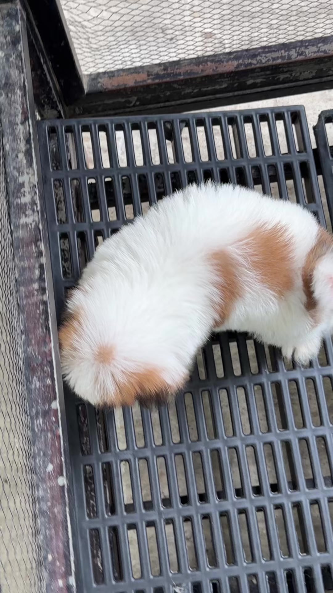 @Sky Pet Shop MDY 2