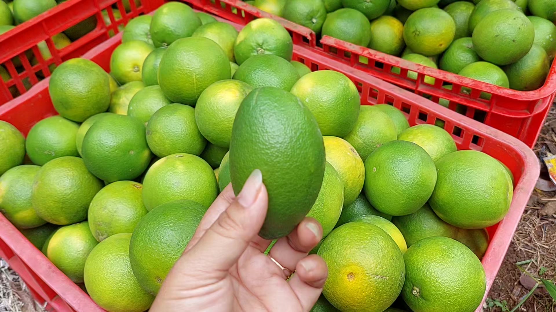 @Dewi Regina ANA Fruits