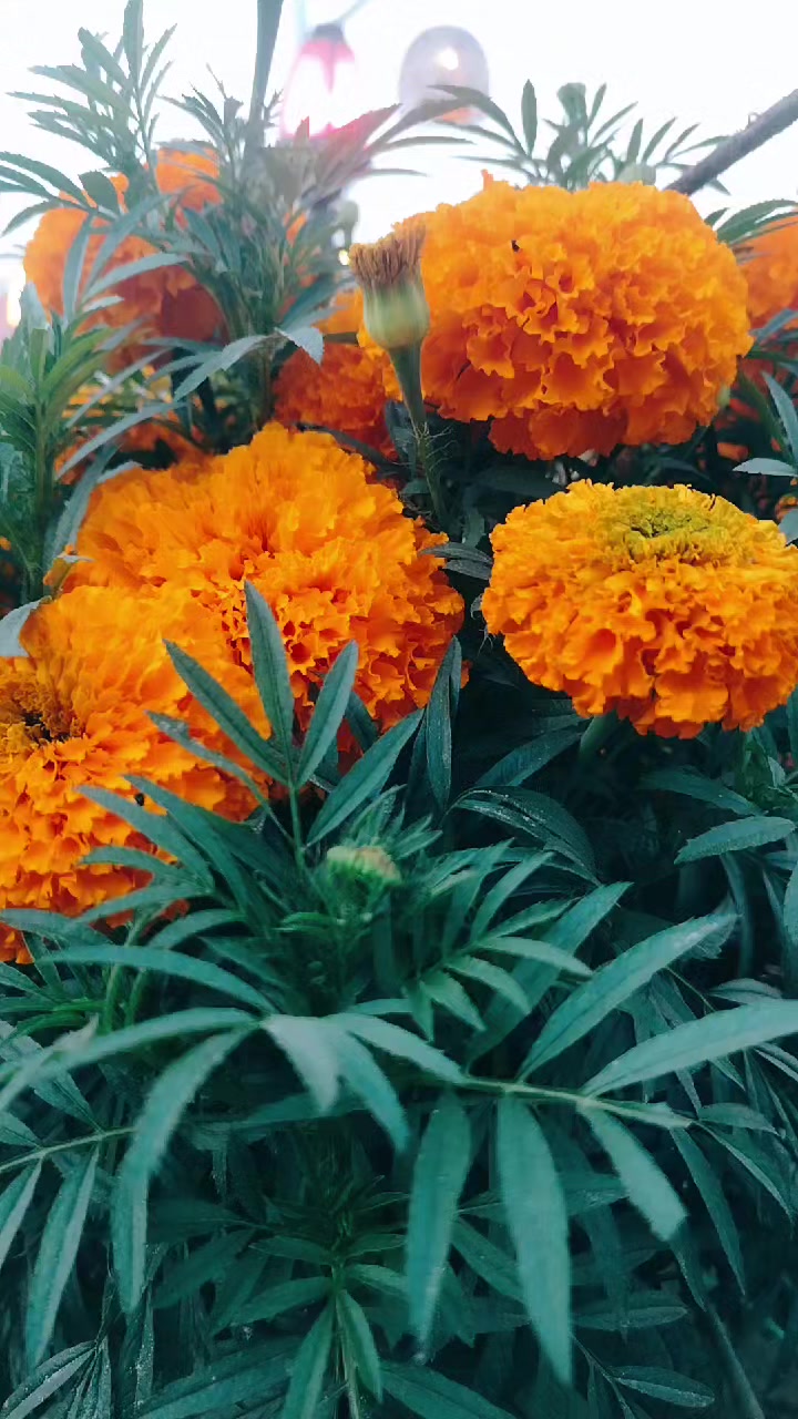 @হাসির রানি 🤗🤗